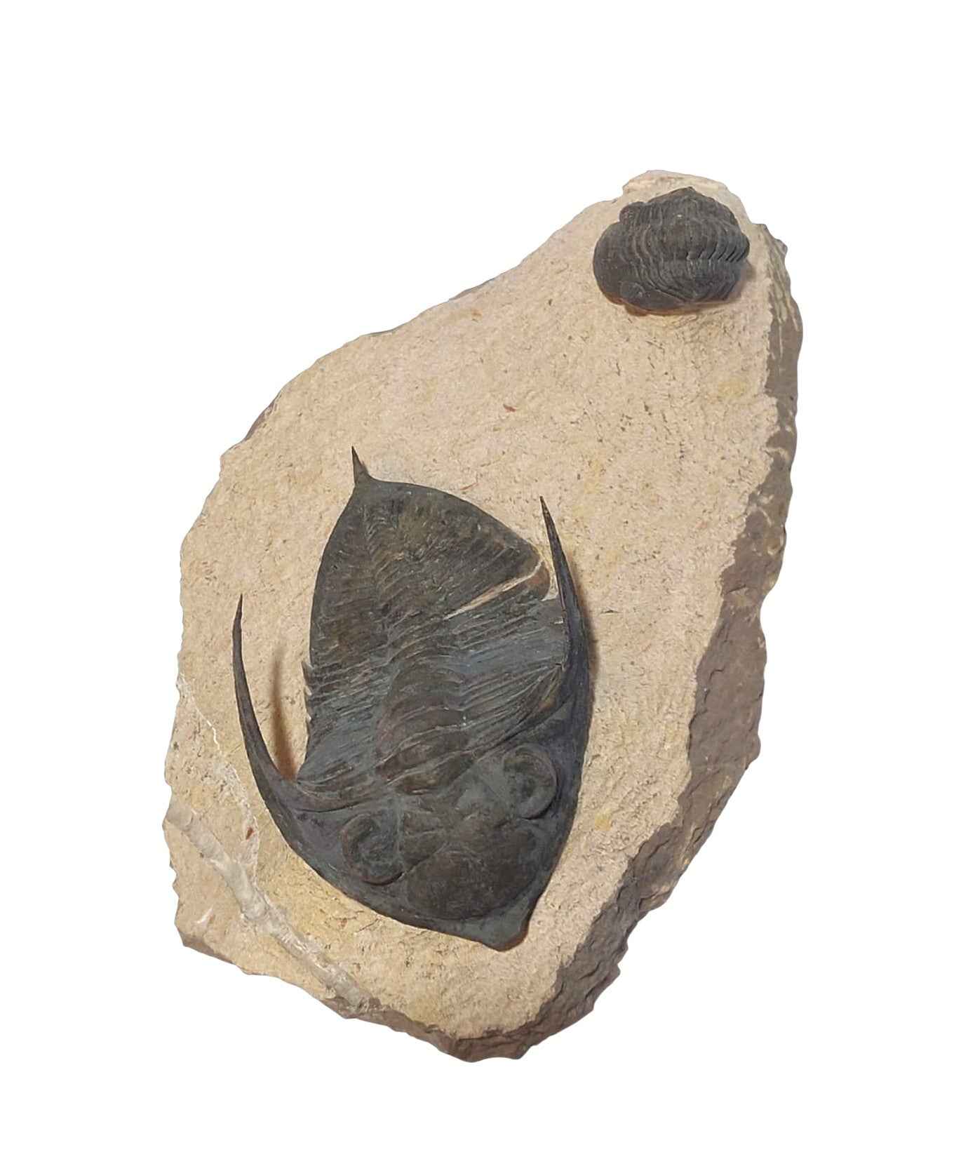 Zlichovaspis spinifera & Phacopid Trilobite - Rare Devonian Duo - authentic fossil specimen, natural history by Fossils NH