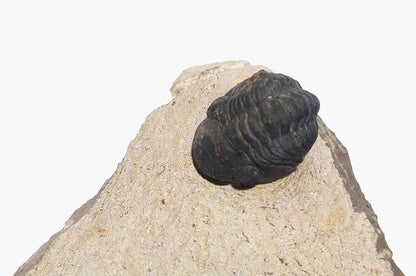 Zlichovaspis spinifera & Phacopid Trilobite - Rare Devonian Duo - authentic fossil specimen, natural history by Fossils NH