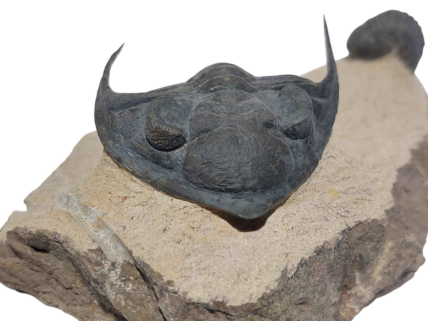 Zlichovaspis spinifera & Phacopid Trilobite - Rare Devonian Duo - authentic fossil specimen, natural history by Fossils NH