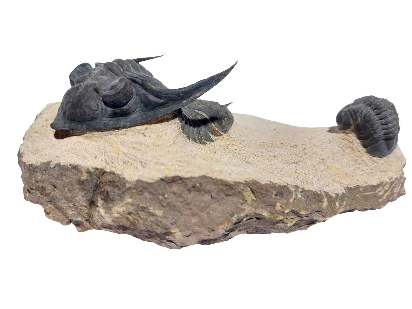 Zlichovaspis spinifera & Phacopid Trilobite - Rare Devonian Duo - authentic fossil specimen, natural history by Fossils NH