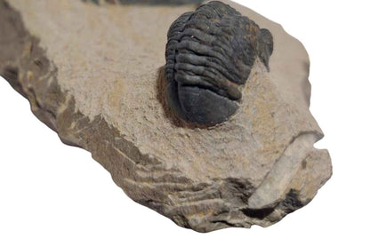 Zlichovaspis spinifera & Phacopid Trilobite - Rare Devonian Duo - authentic fossil specimen, natural history by Fossils NH