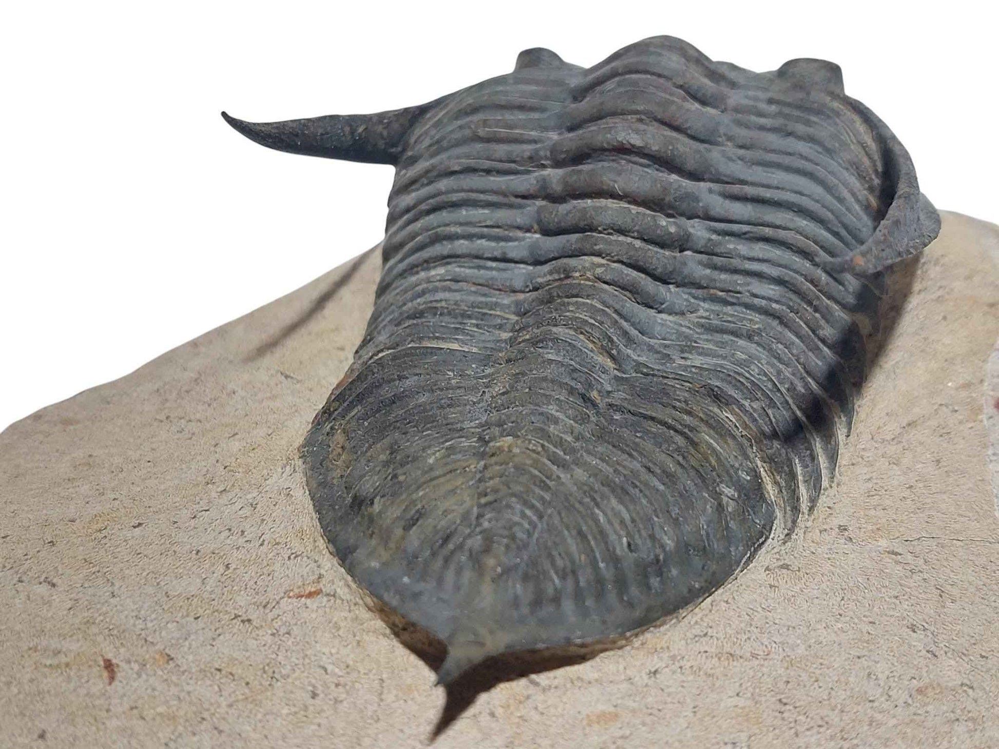 Zlichovaspis spinifera & Phacopid Trilobite - Rare Devonian Duo - authentic fossil specimen, natural history by Fossils NH