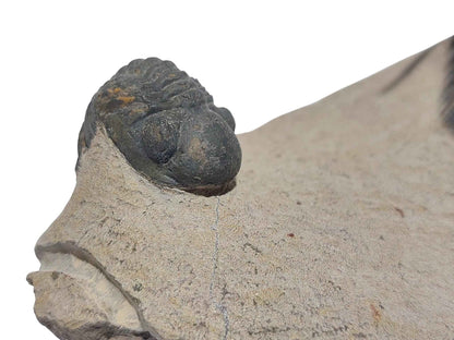 Zlichovaspis spinifera & Phacopid Trilobite - Rare Devonian Duo - authentic fossil specimen, natural history by Fossils NH