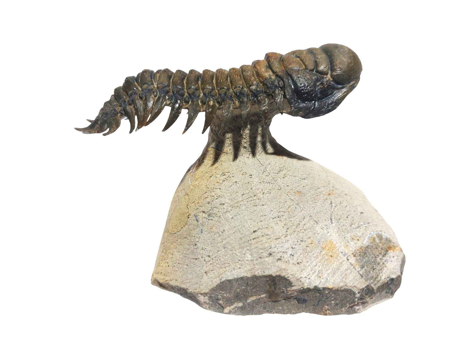 Crotalocephalina gibbus – Rare Devonian Trilobite - authentic fossil specimen, natural history by Fossils NH