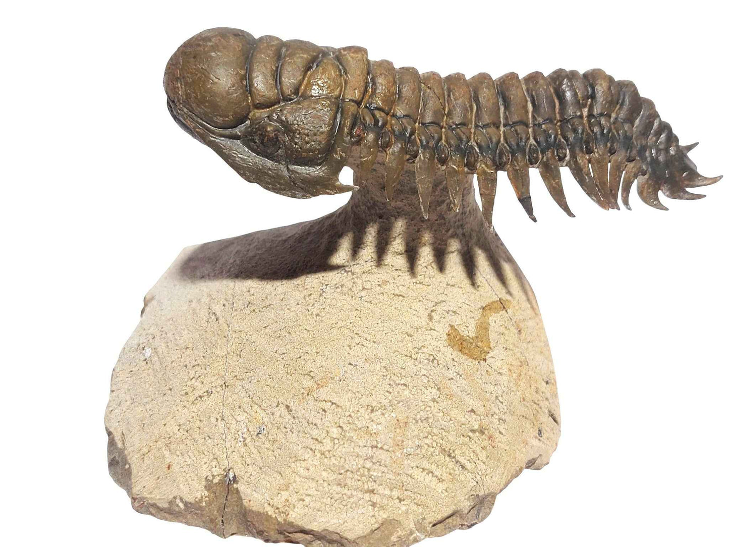 Crotalocephalina gibbus – Rare Devonian Trilobite - authentic fossil specimen, natural history by Fossils NH