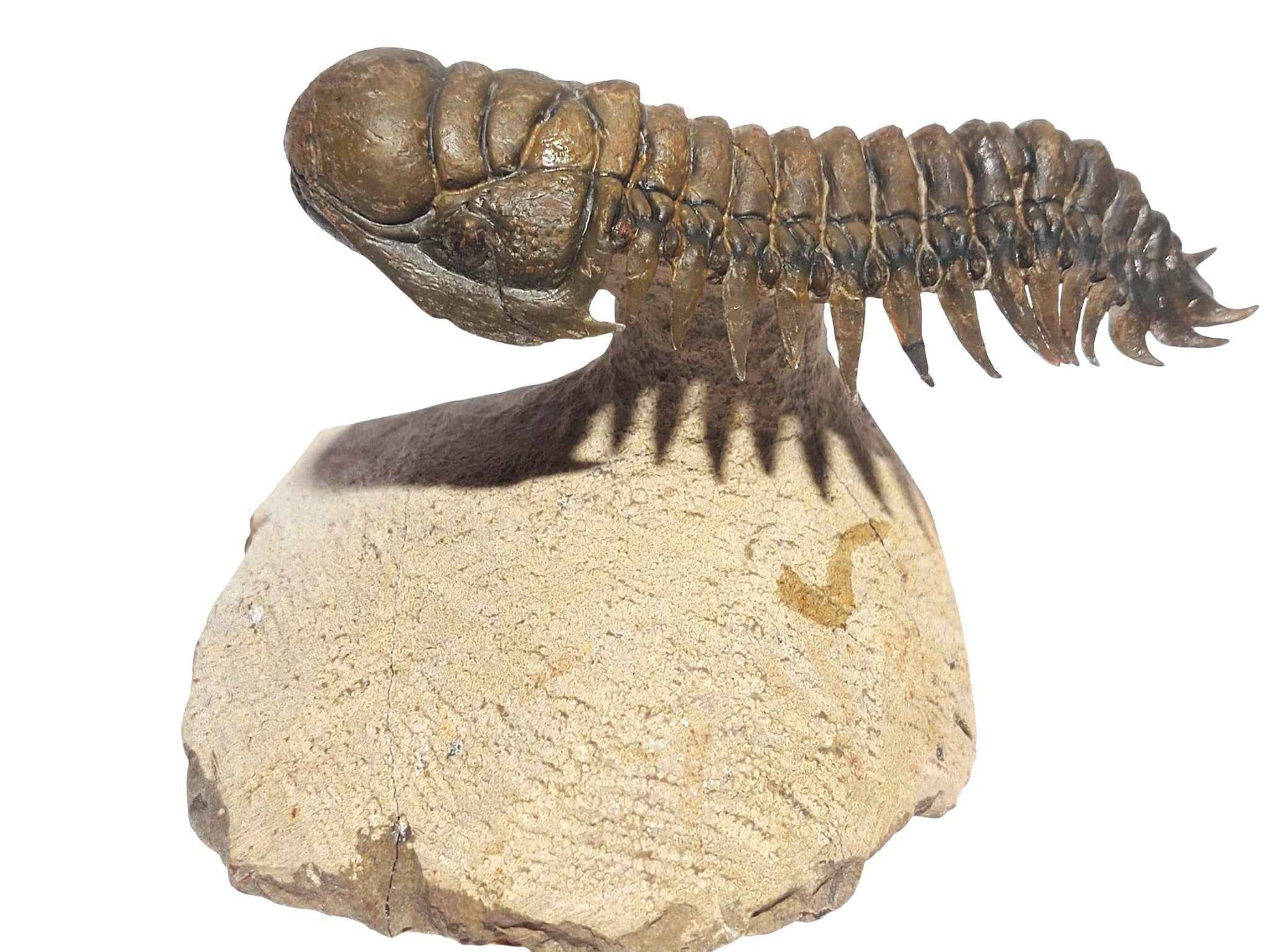 Crotalocephalina gibbus – Rare Devonian Trilobite - authentic fossil specimen, natural history by Fossils NH