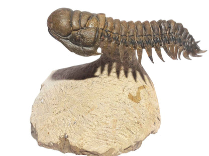 Crotalocephalina gibbus – Rare Devonian Trilobite - authentic fossil specimen, natural history by Fossils NH