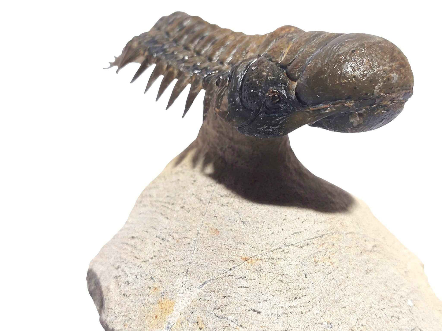 Crotalocephalina gibbus – Rare Devonian Trilobite - authentic fossil specimen, natural history by Fossils NH