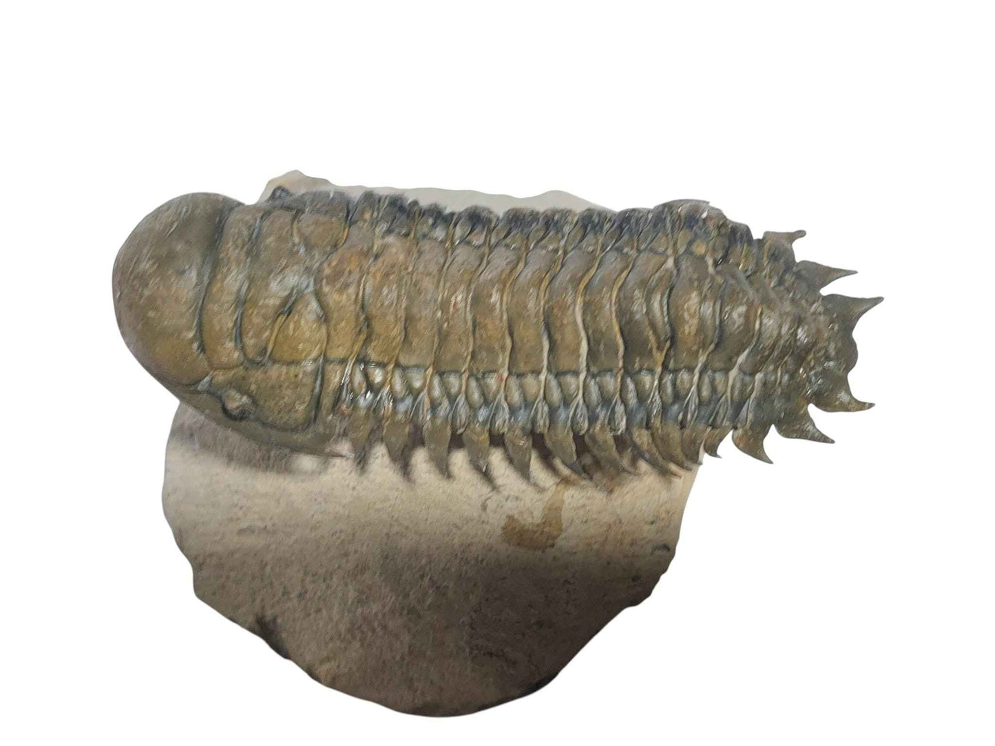 Crotalocephalina gibbus – Rare Devonian Trilobite - authentic fossil specimen, natural history by Fossils NH