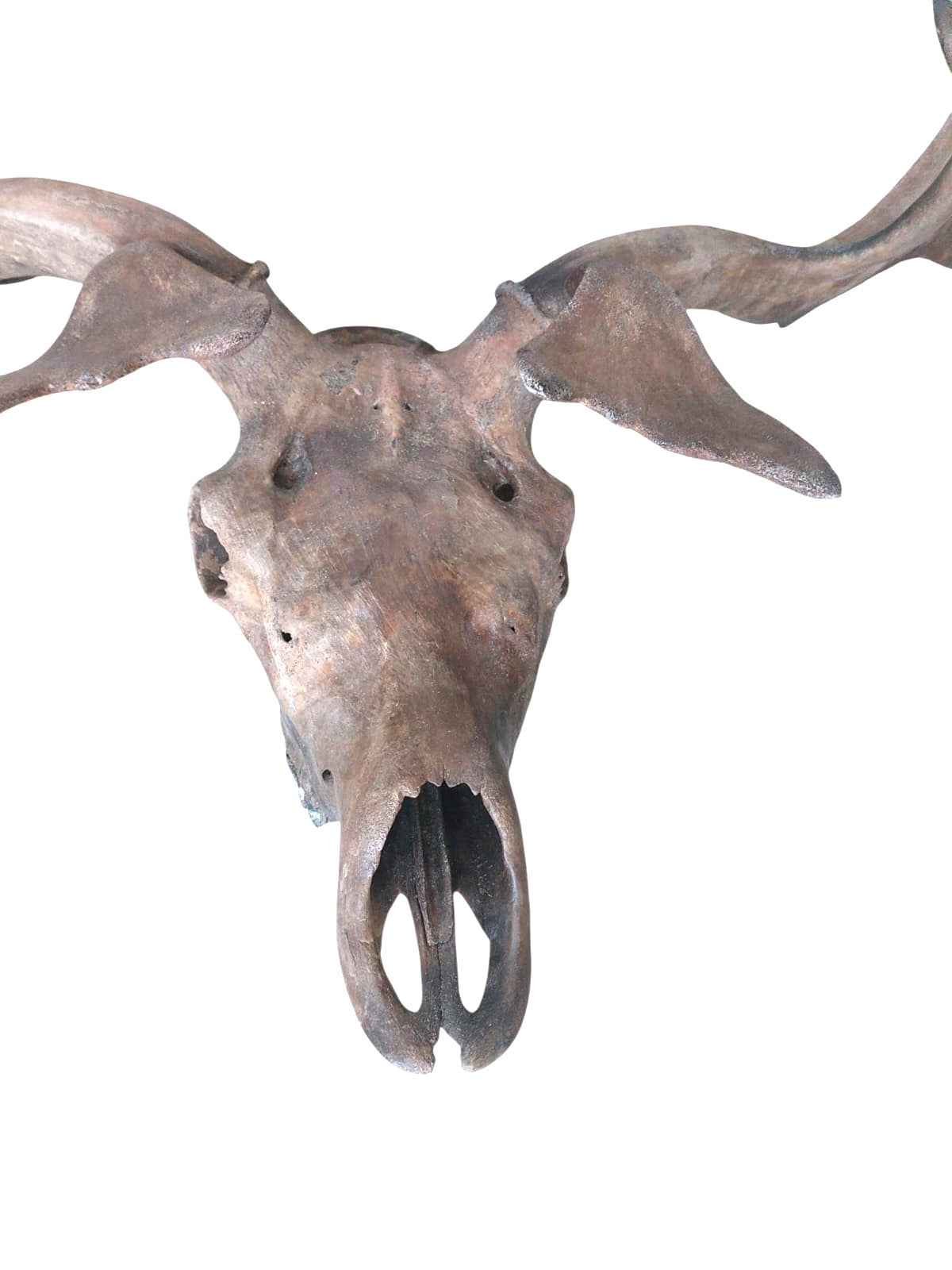 Megaloceros giganteus - Giant Deer of the Ice Age - authentic fossil specimen, natural history by Fossils NH