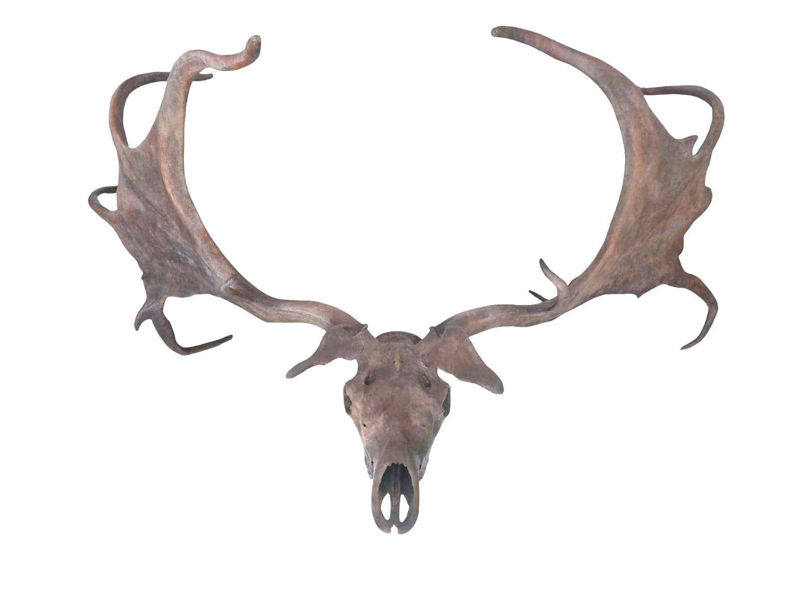 Megaloceros giganteus - Giant Deer of the Ice Age - authentic fossil specimen, natural history by Fossils NH