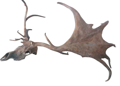 Megaloceros giganteus - Giant Deer of the Ice Age - authentic fossil specimen, natural history by Fossils NH