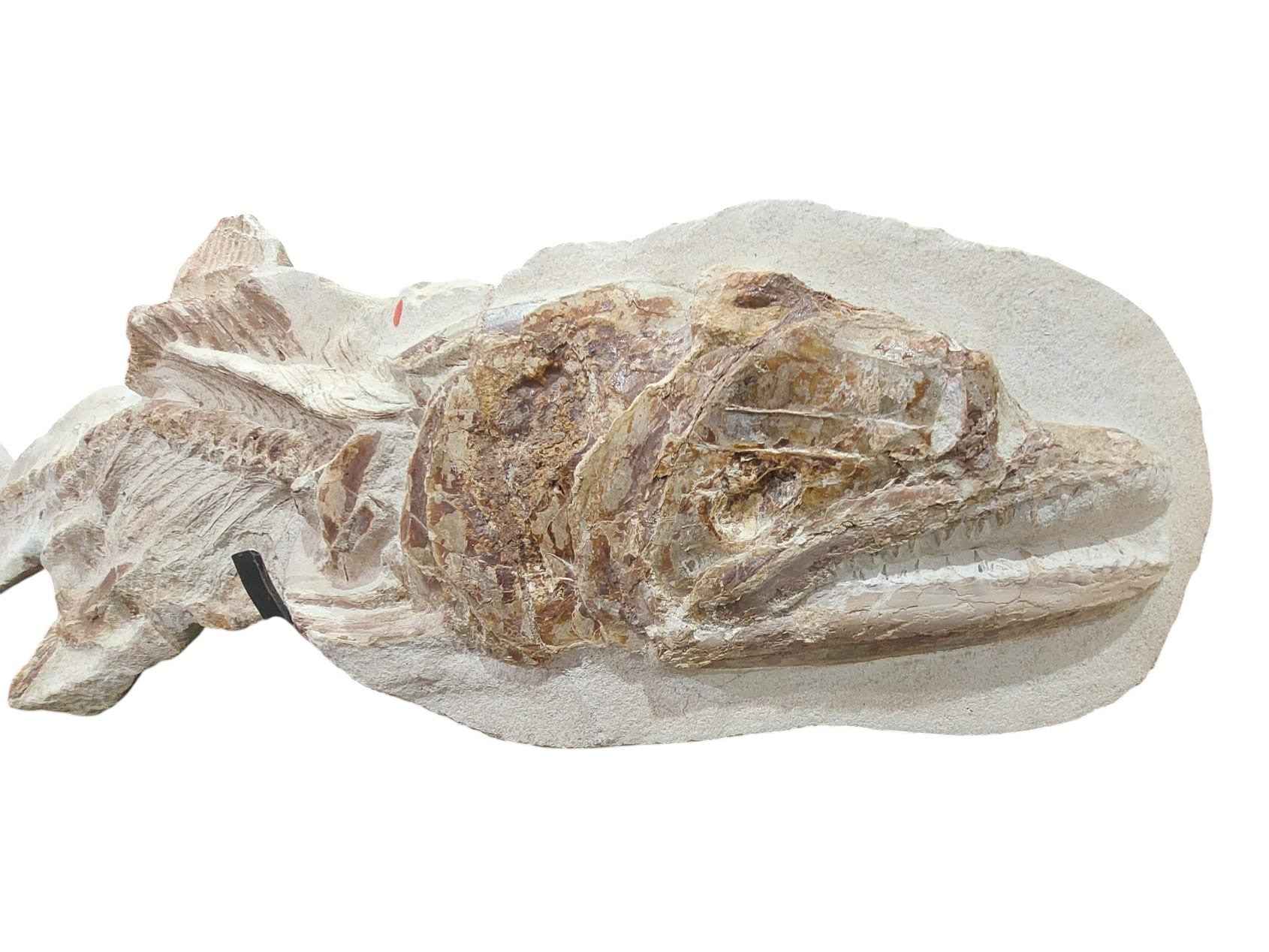 Goulmimichthys arambourgi –  114 cm Fossil Fish - authentic fossil specimen, natural history by Fossils NH