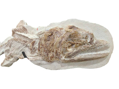 Goulmimichthys arambourgi –  114 cm Fossil Fish - authentic fossil specimen, natural history by Fossils NH