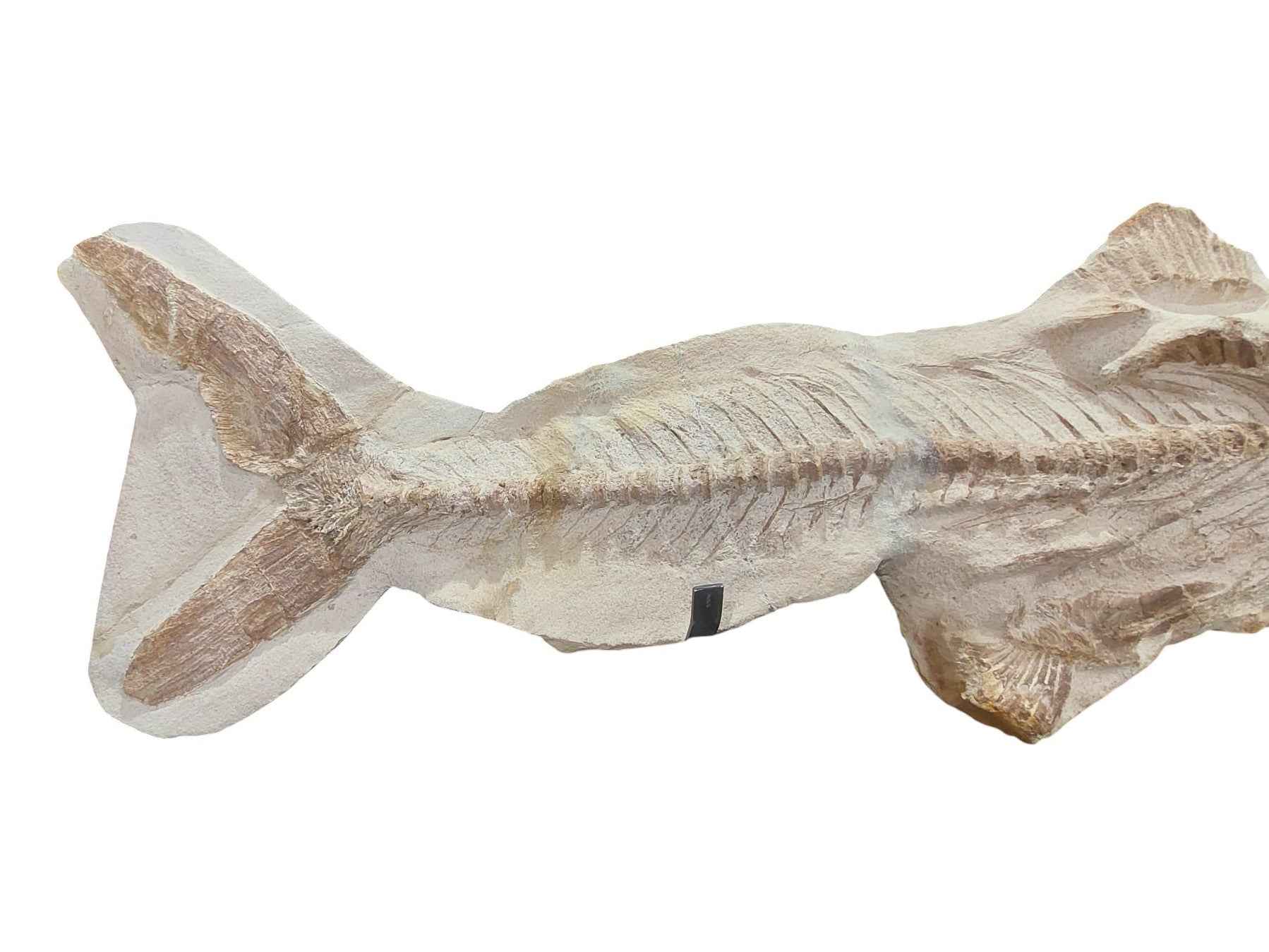 Goulmimichthys arambourgi –  114 cm Fossil Fish - authentic fossil specimen, natural history by Fossils NH