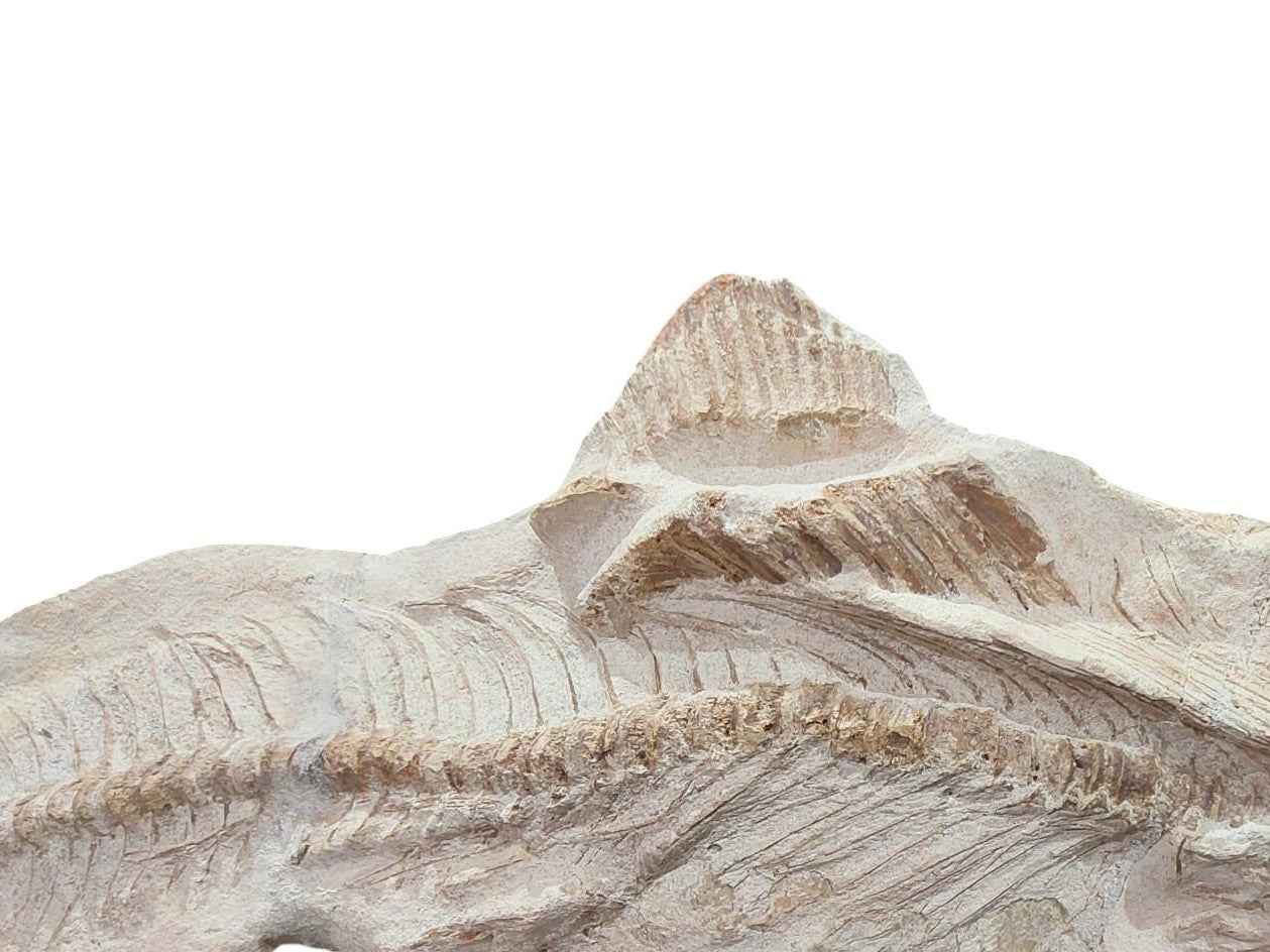 Goulmimichthys arambourgi –  114 cm Fossil Fish - authentic fossil specimen, natural history by Fossils NH