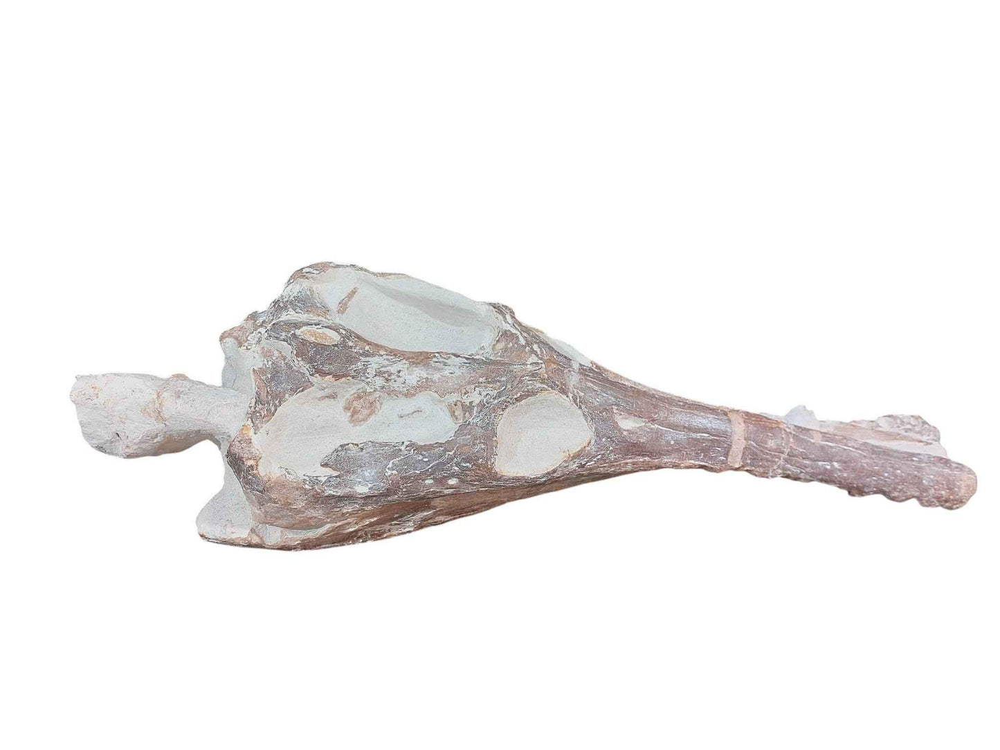 Manemergus anguirostris – Plesiosaur Fossil - authentic fossil specimen, natural history by Fossils NH