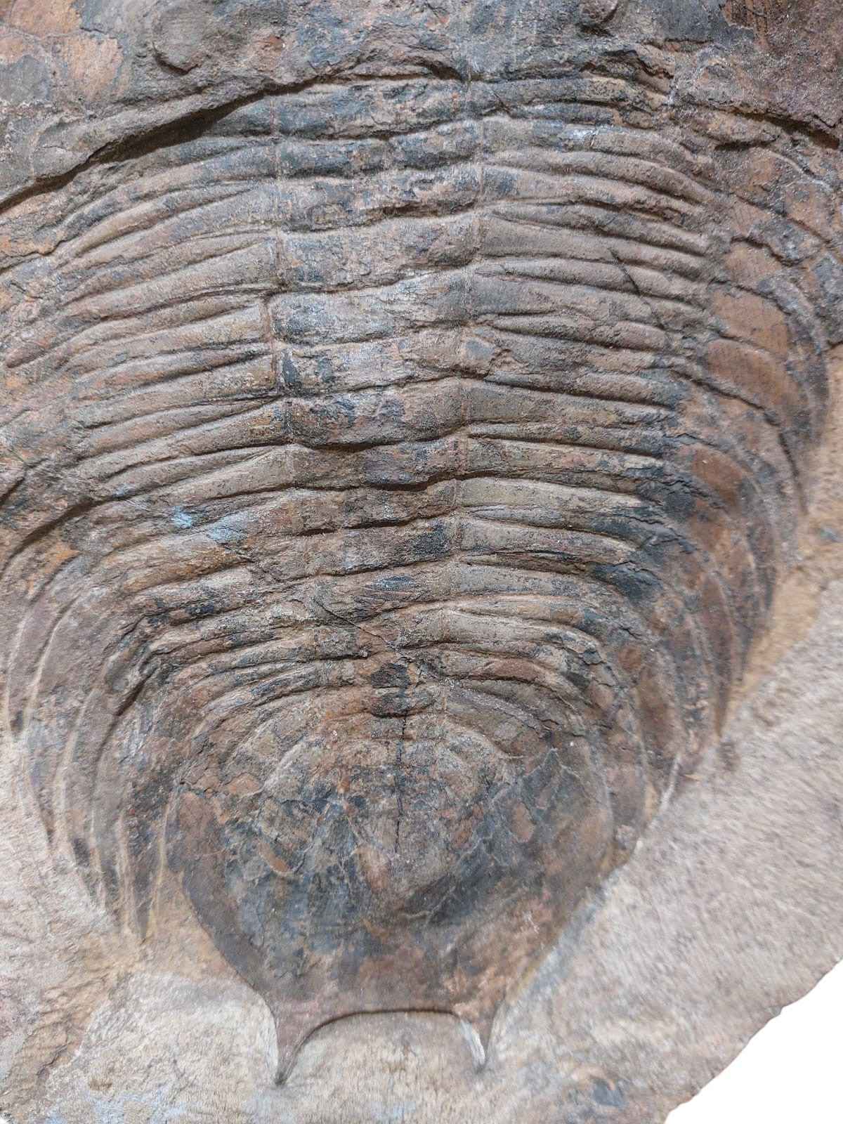Dikelocephalina brenchleyi – Ordovician Trilobite - authentic fossil specimen, natural history by Fossils NH