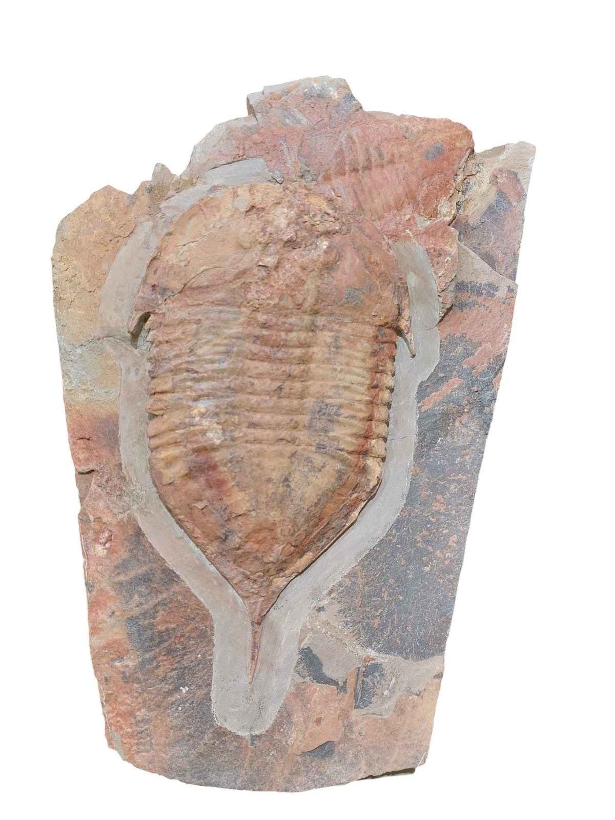 Megistaspis hammondi – Rare Ordovician Trilobite - authentic fossil specimen, natural history by Fossils NH