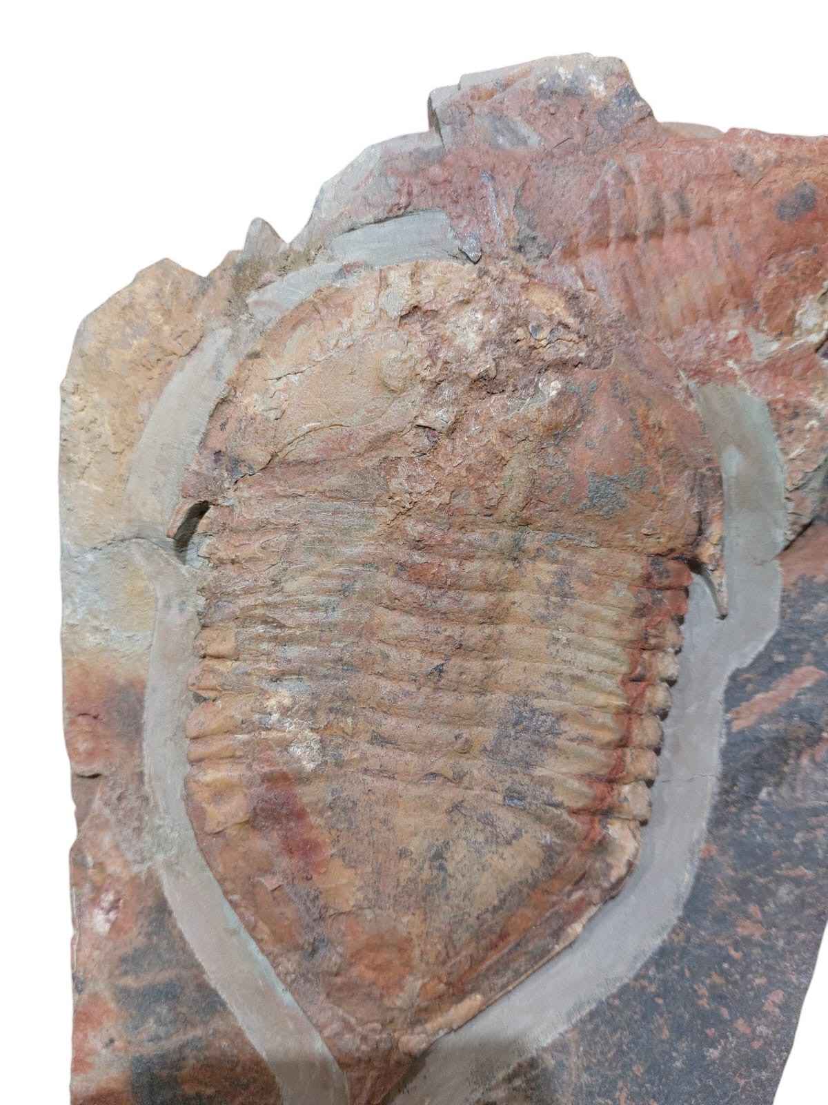 Megistaspis hammondi – Rare Ordovician Trilobite - authentic fossil specimen, natural history by Fossils NH