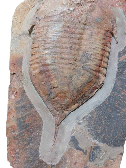 Megistaspis hammondi – Rare Ordovician Trilobite - authentic fossil specimen, natural history by Fossils NH