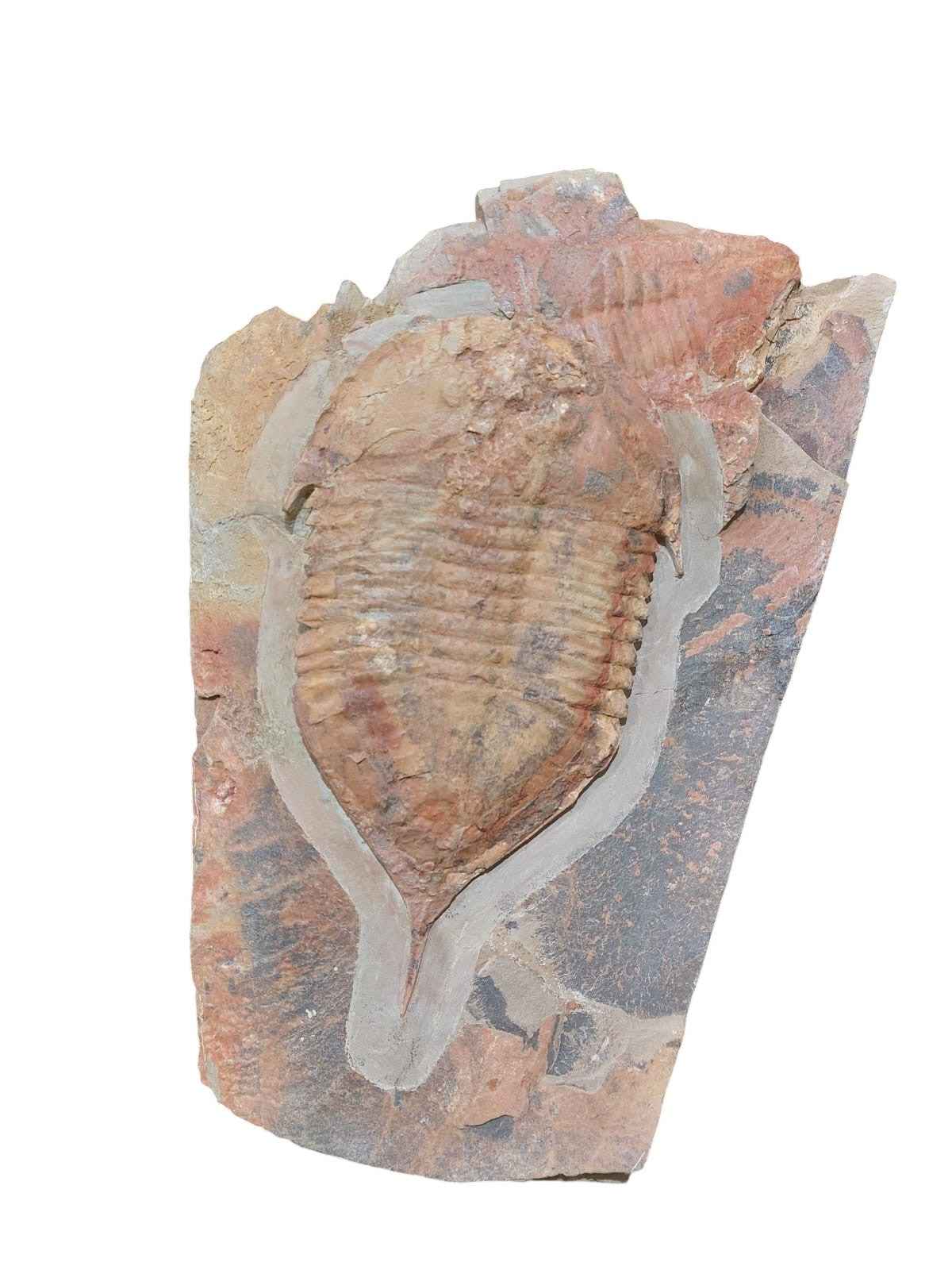 Megistaspis hammondi – Rare Ordovician Trilobite - authentic fossil specimen, natural history by Fossils NH