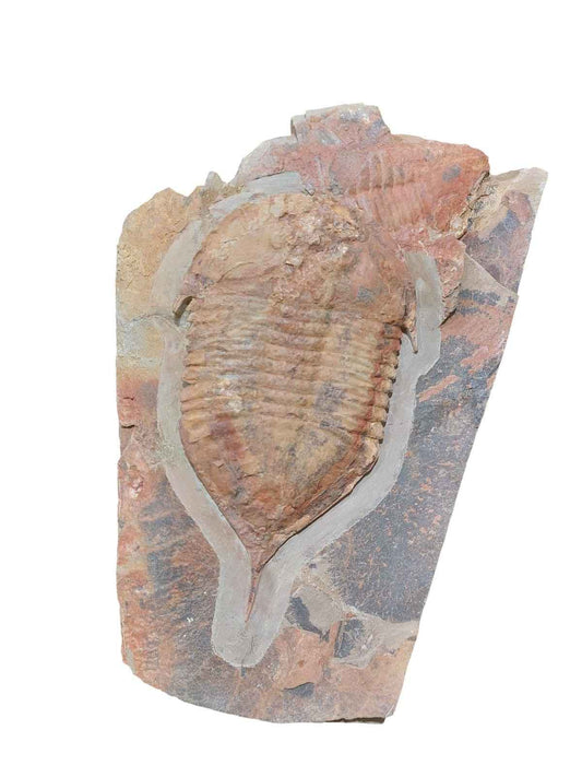 Megistaspis hammondi – Rare Ordovician Trilobite - authentic fossil specimen, natural history by Fossils NH