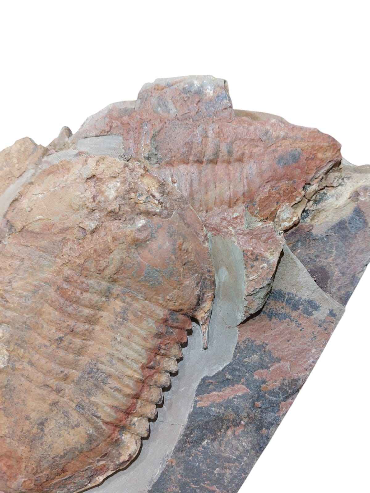 Megistaspis hammondi – Rare Ordovician Trilobite - authentic fossil specimen, natural history by Fossils NH