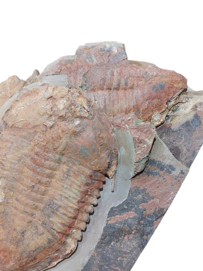 Megistaspis hammondi – Rare Ordovician Trilobite - authentic fossil specimen, natural history by Fossils NH