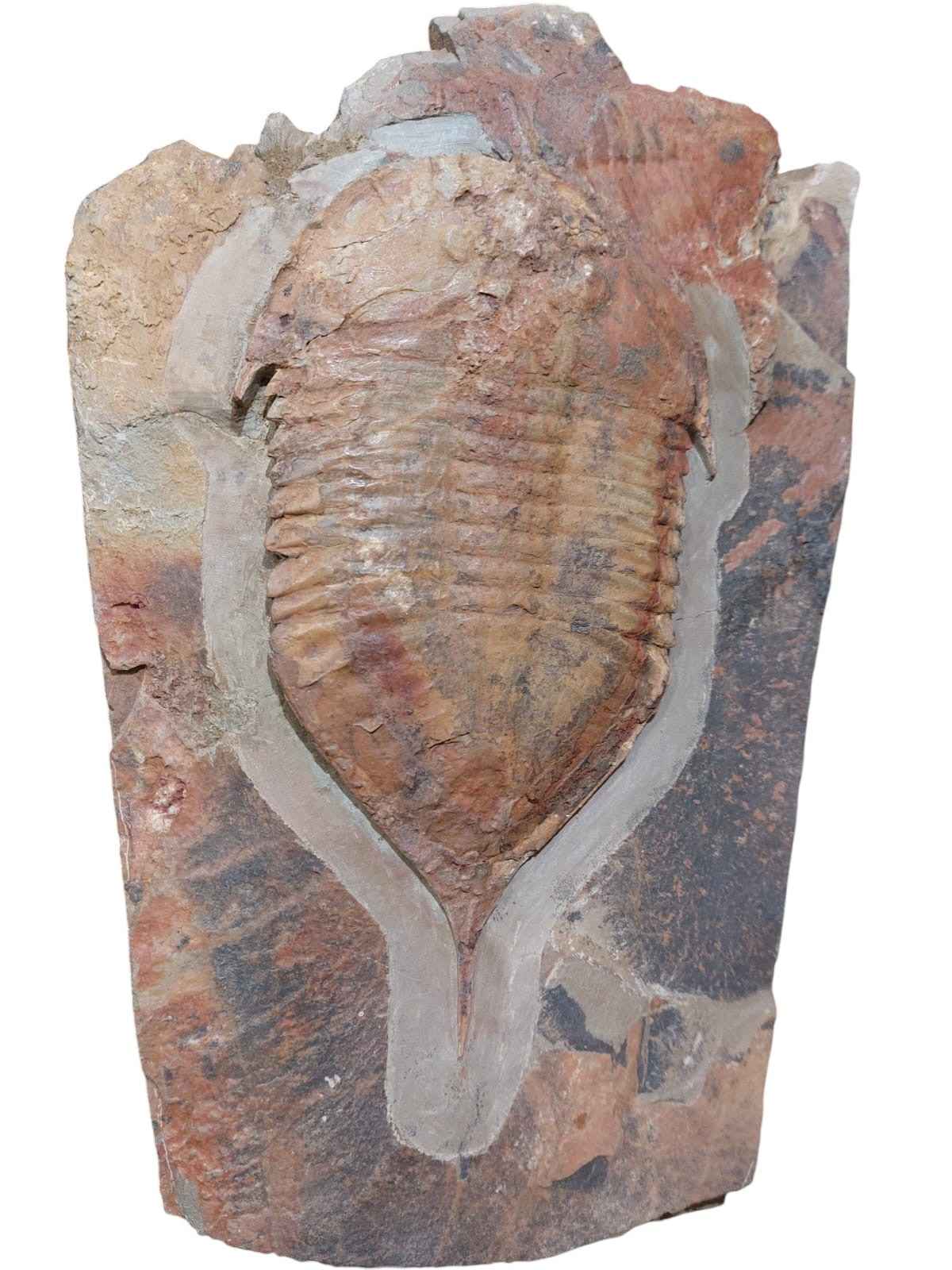 Megistaspis hammondi – Rare Ordovician Trilobite - authentic fossil specimen, natural history by Fossils NH