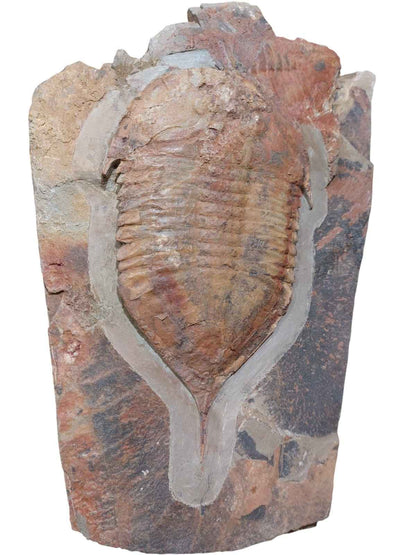 Megistaspis hammondi – Rare Ordovician Trilobite - authentic fossil specimen, natural history by Fossils NH
