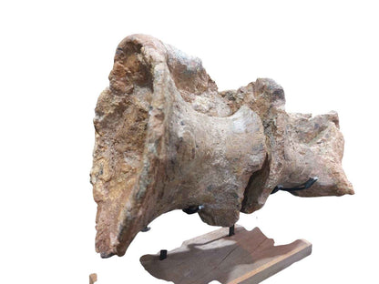 Atlassaurus sp. – Rare Sauropod Dinosaur Fossil - authentic fossil specimen, natural history by Fossils NH