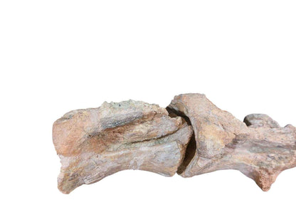 Atlassaurus sp. – Rare Sauropod Dinosaur Fossil - authentic fossil specimen, natural history by Fossils NH