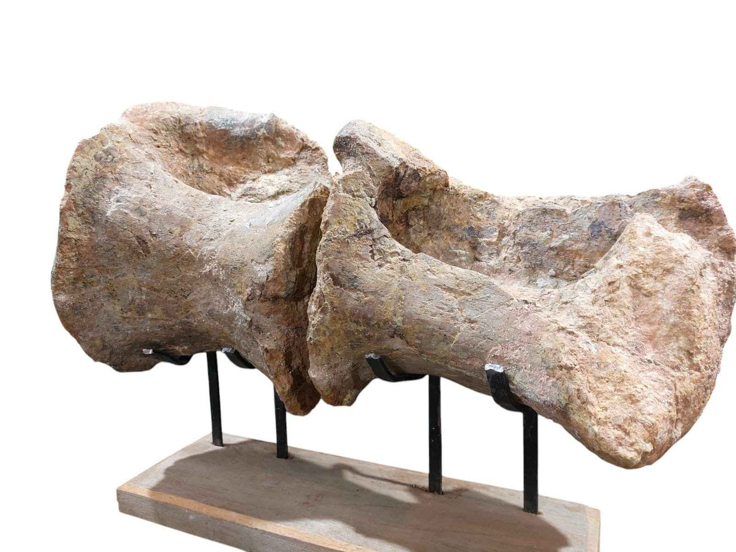Atlassaurus sp. – Rare Sauropod Dinosaur Fossil - authentic fossil specimen, natural history by Fossils NH