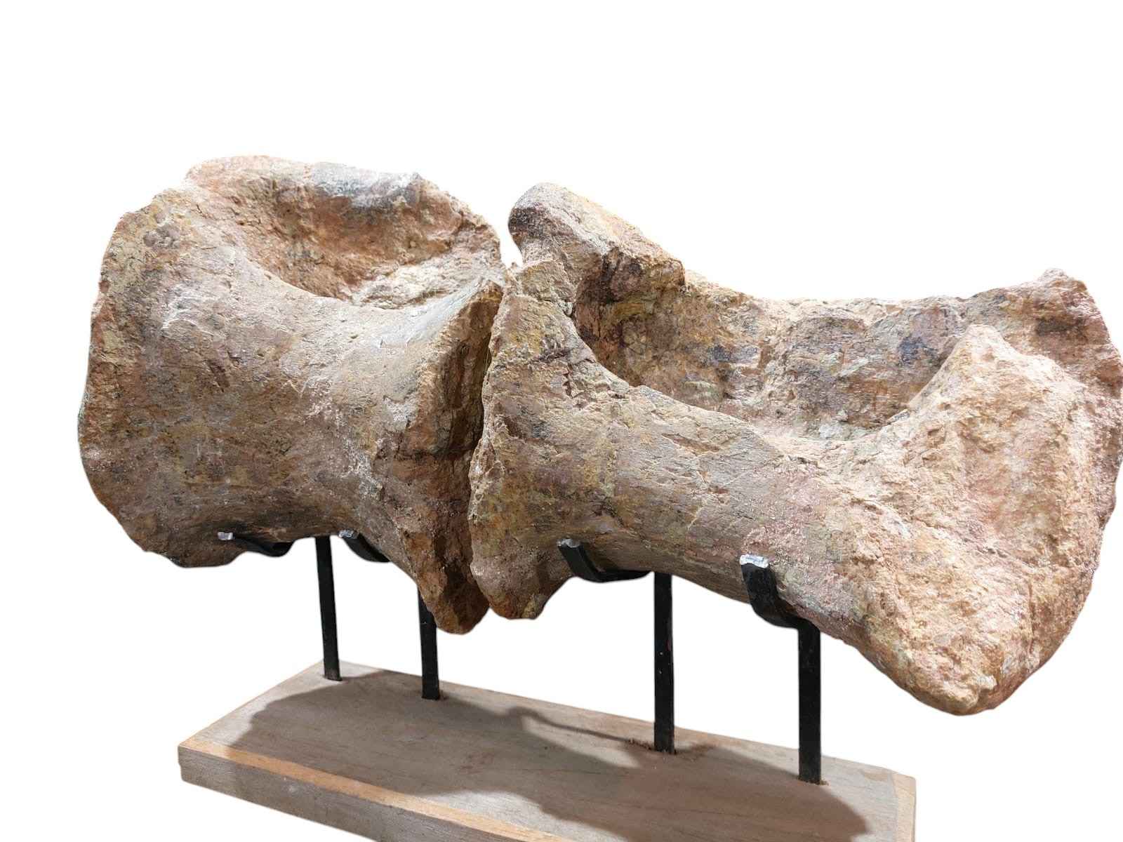 Atlassaurus sp. – Rare Sauropod Dinosaur Fossil - authentic fossil specimen, natural history by Fossils NH