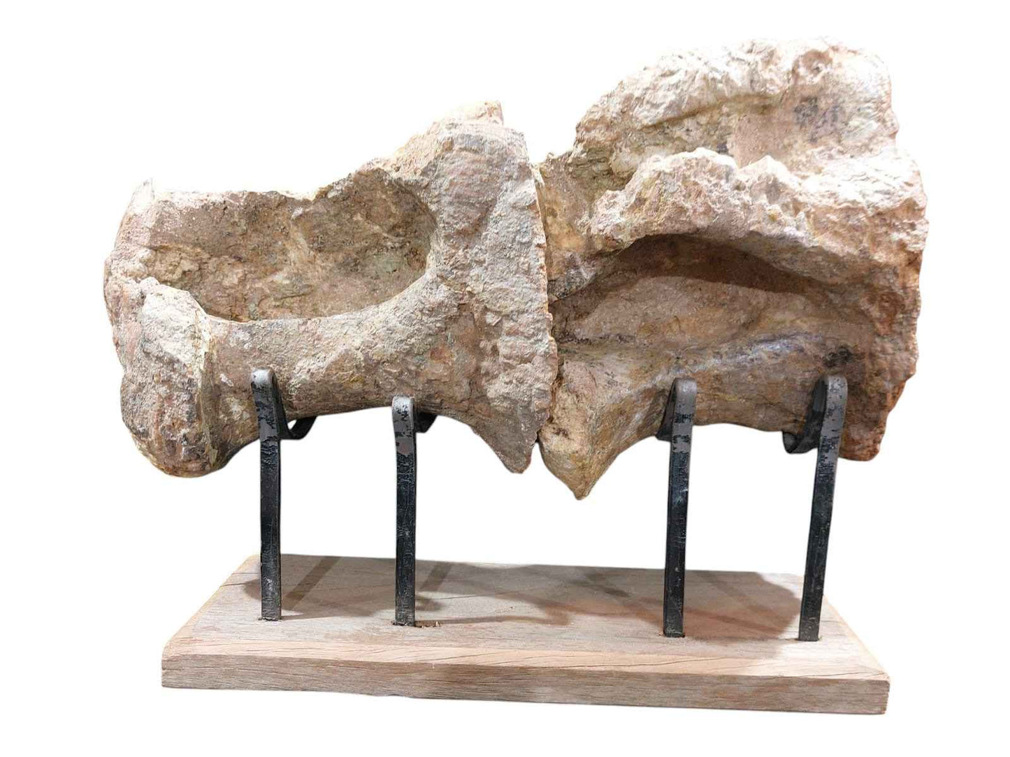 Atlassaurus sp. – Rare Sauropod Dinosaur Fossil - authentic fossil specimen, natural history by Fossils NH