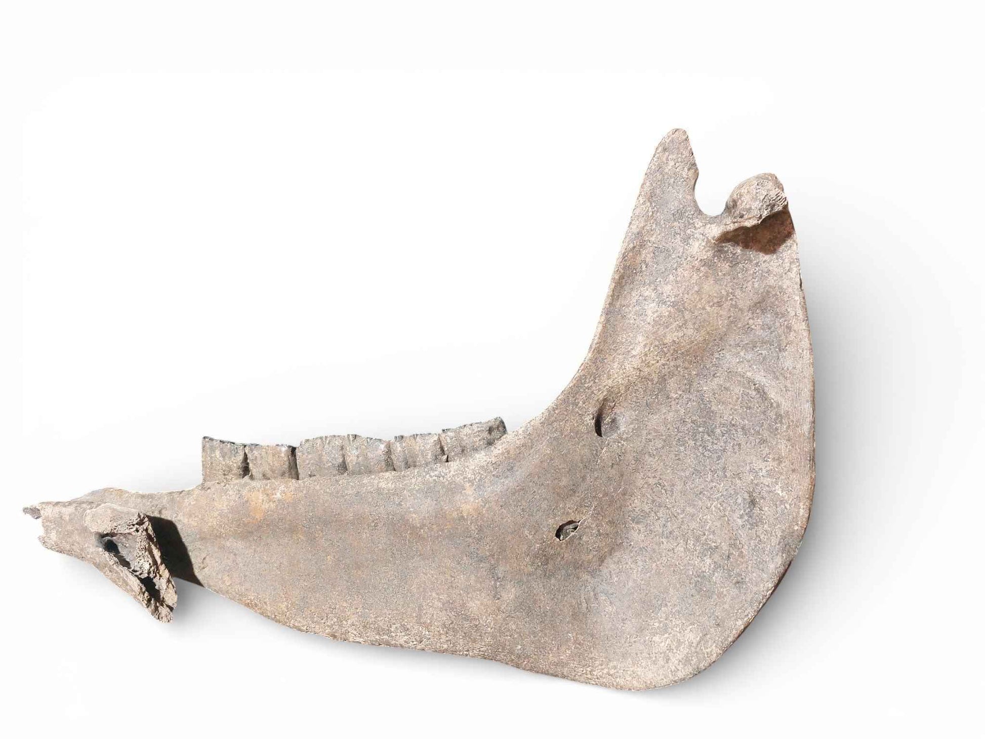 Equus ferus – Ice Age Horse Jaw from the Pleistocene