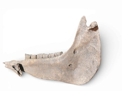 Equus ferus – Ice Age Horse Jaw from the Pleistocene