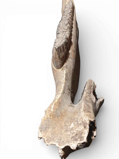 Equus ferus – Ice Age Horse Jaw from the Pleistocene