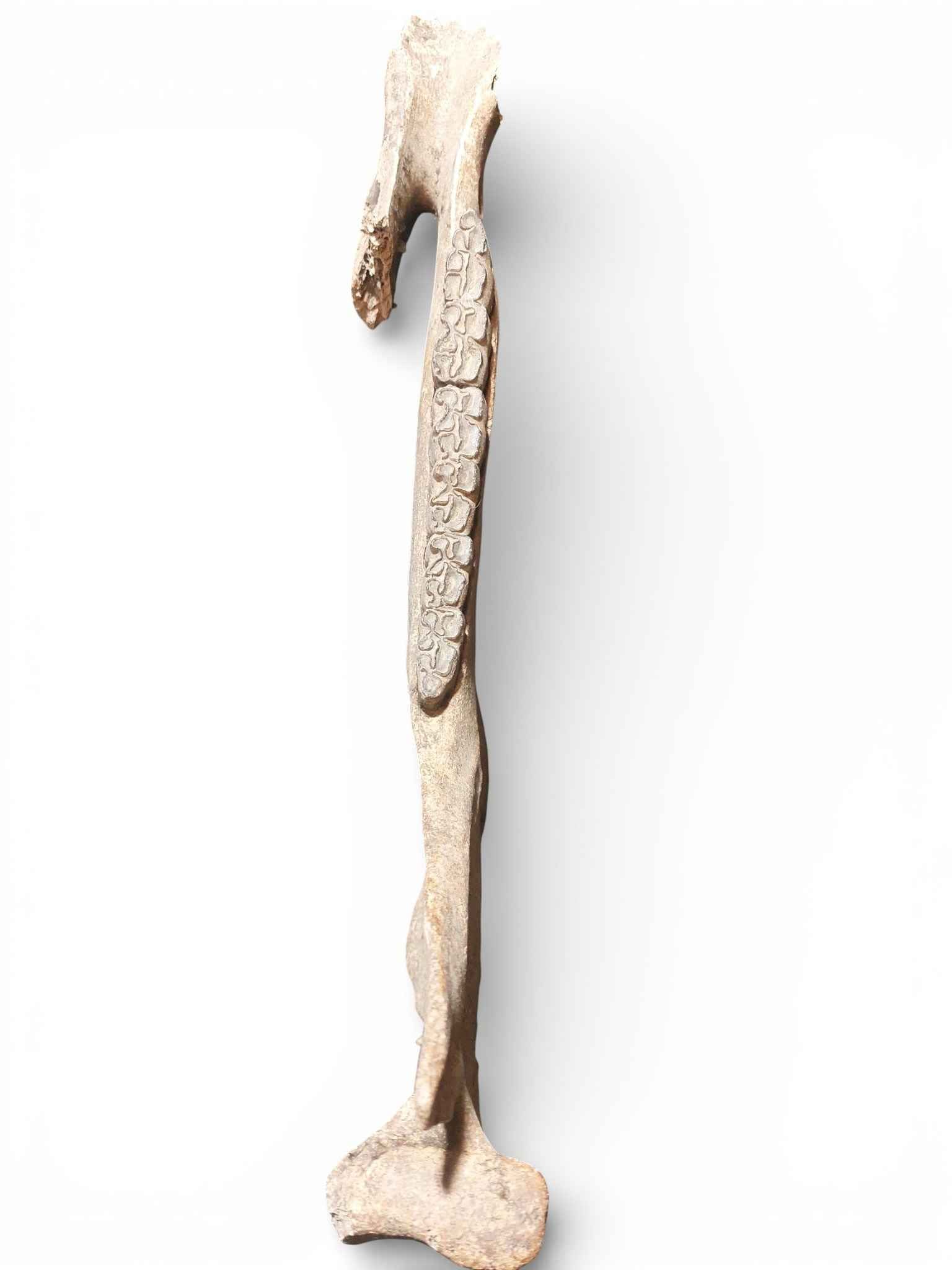 Equus ferus – Ice Age Horse Jaw from the Pleistocene