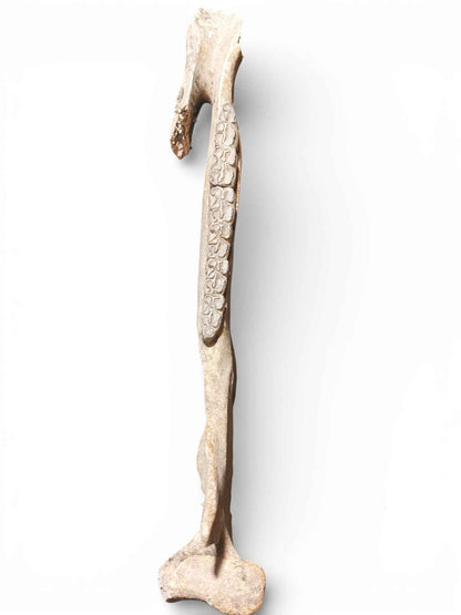 Equus ferus – Ice Age Horse Jaw from the Pleistocene