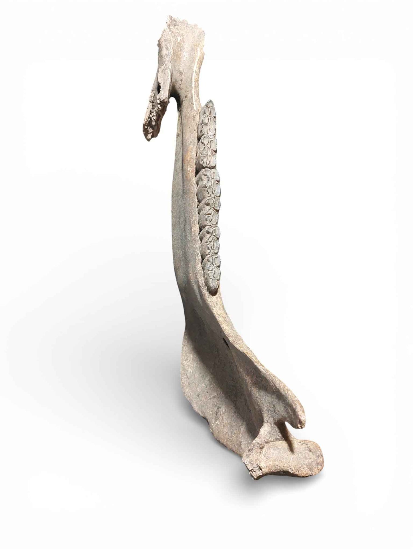 Equus ferus – Ice Age Horse Jaw from the Pleistocene