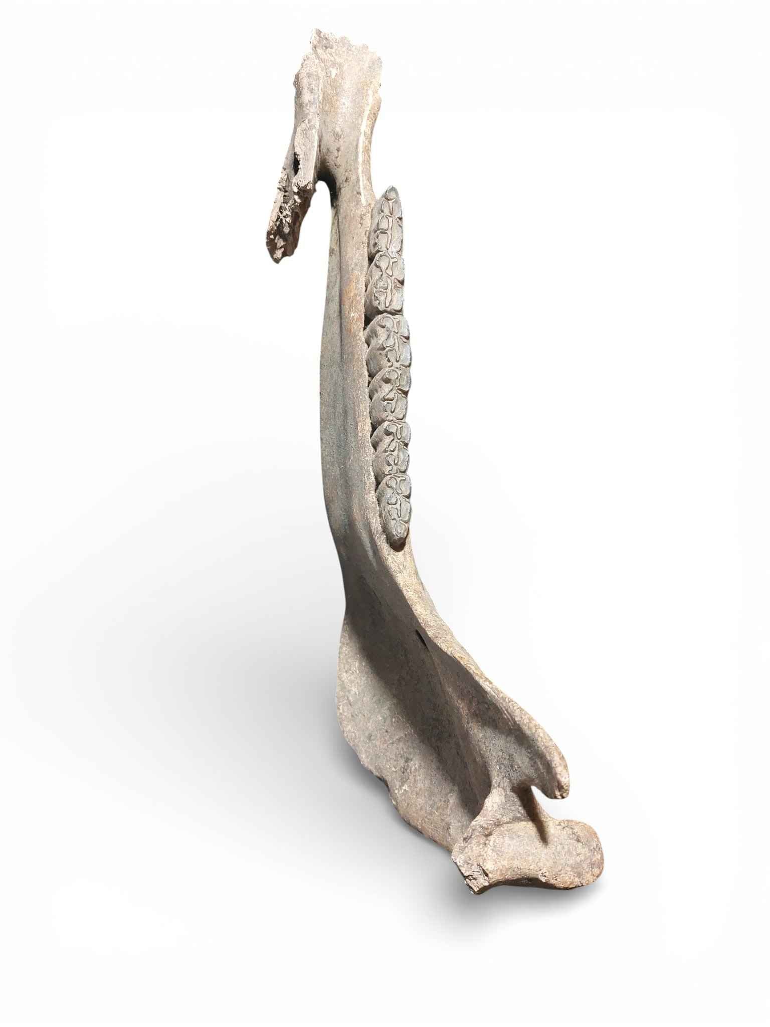 Equus ferus – Ice Age Horse Jaw from the Pleistocene