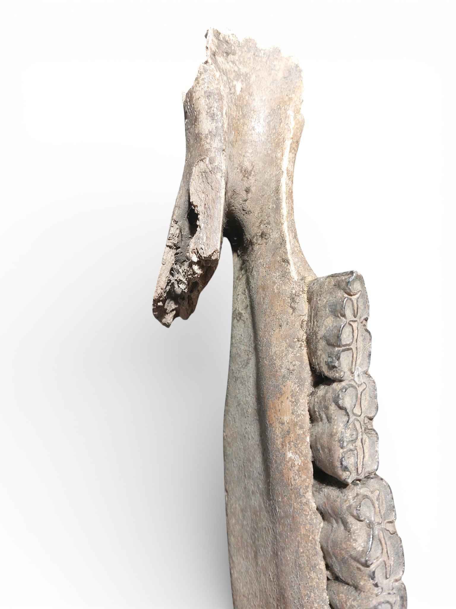 Equus ferus – Ice Age Horse Jaw from the Pleistocene