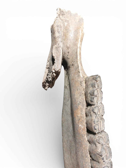 Equus ferus – Ice Age Horse Jaw from the Pleistocene
