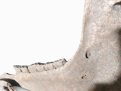 Equus ferus – Ice Age Horse Jaw from the Pleistocene