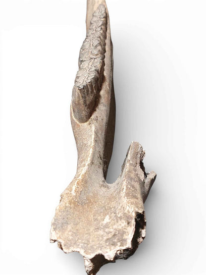 Equus ferus – Ice Age Horse Jaw from the Pleistocene