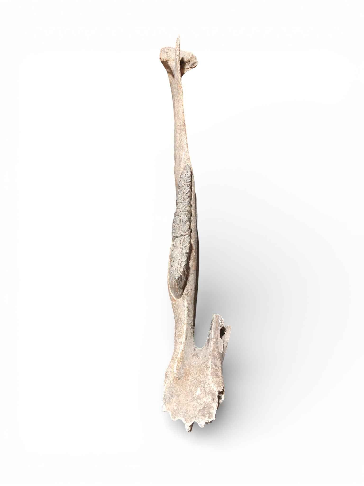 Lower_jaw_horse_equus_ferus_2