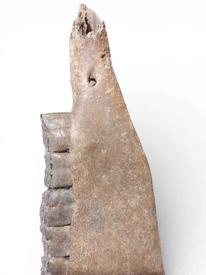 Equus ferus – Ice Age Horse Jaw from the Pleistocene
