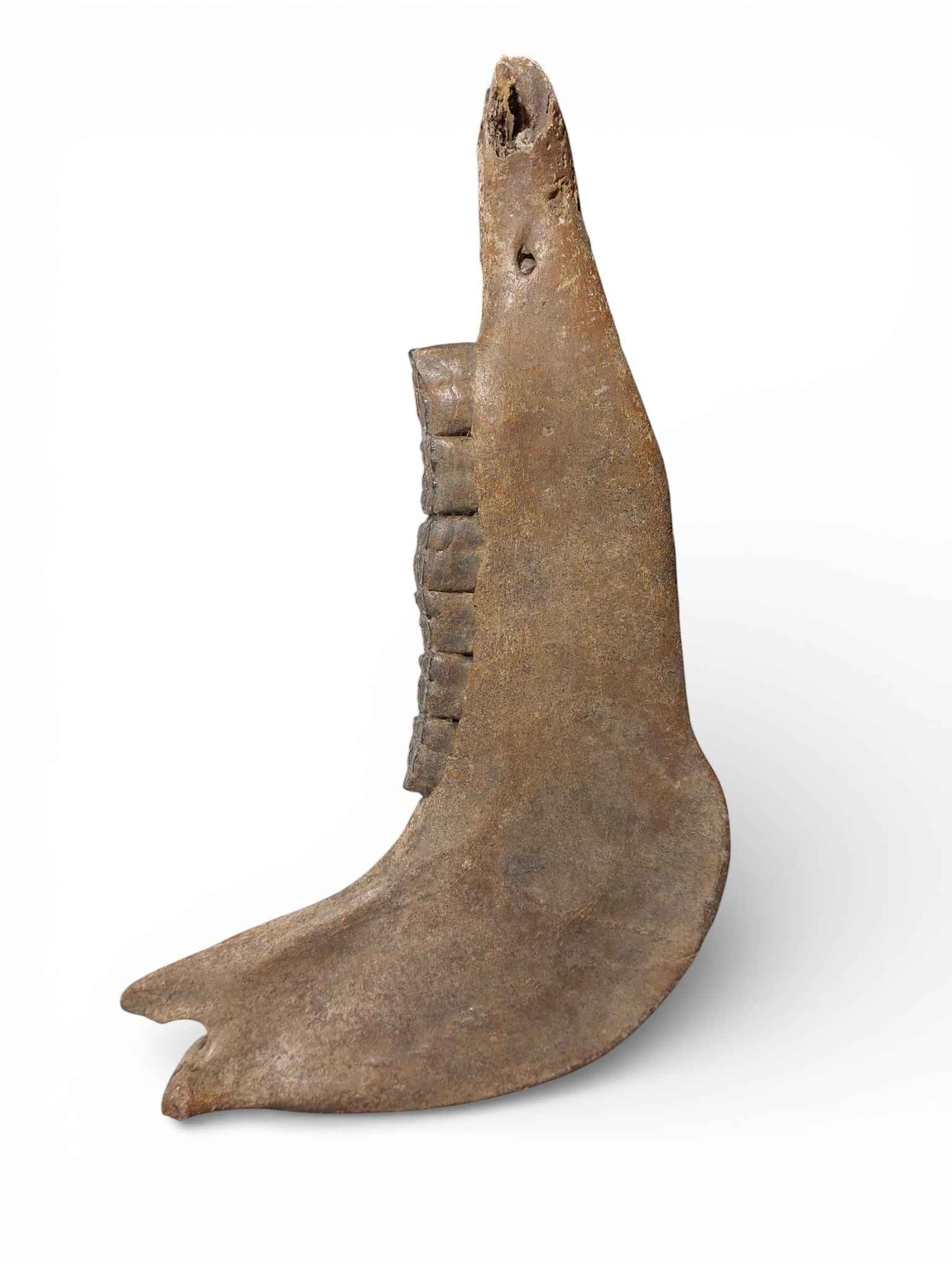 Equus ferus – Ice Age Horse Jaw from the Pleistocene